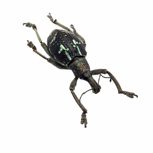 The weevil beetle rhinoscapha - the, (rhinoscapha