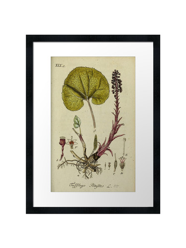 Botanical framed wall art - 65,