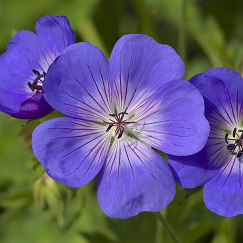 Pair hardy geranium rozanne - pair,