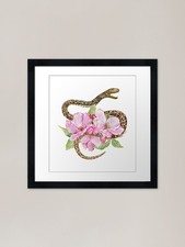 Cute royal python - cute, framed