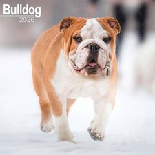 Bulldog Calendar 2026 - Dogs - Month To View