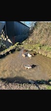 6 Free Range Duck Eggs