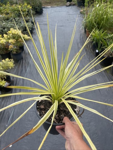 Cordyline lime passion - cordyline, litre
