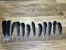 Woodcock Tail And Wing