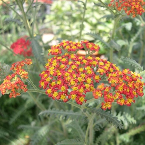 Achillea millefolium walter - millefolium, 'walter