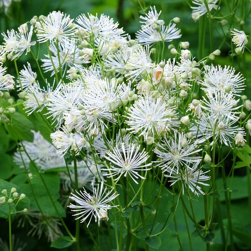 Thalictrum nimbus white - nimbus,