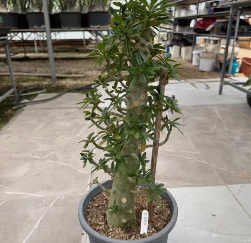 Dorstenia gigas schweinf ex - gigas,