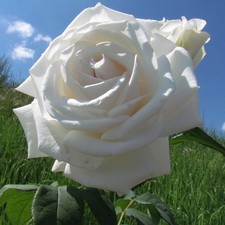 Keith - 5.5lt Potted Shrub Garden Rose - Cream/White - Exclusive