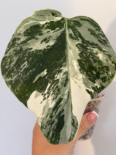Monstera albo variegata - monstera,