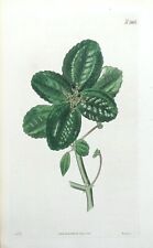 Antique Botanical Print URTICA NETTLE LEAF Original Hand Coloured Curtis 1824