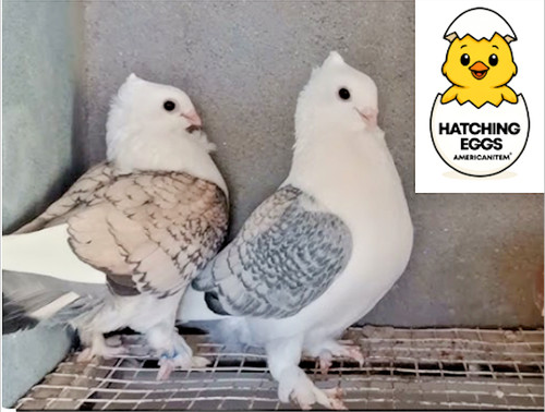 Fertile mix hatching pigeon - 3,