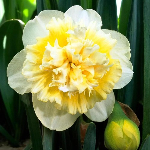 Daffodil ice king - ice, bulbs