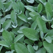 Sage 'Culinaria' Medium Plug Plants x 4. Salvia Perennial Cooking Herb