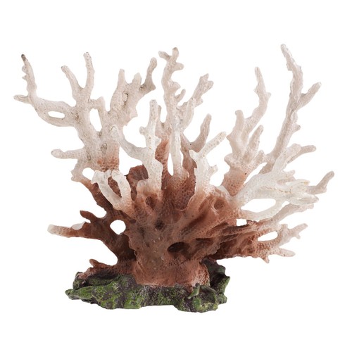 Sea fan coral pieces - sea,