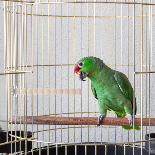 Wooden bird perch - perch, stand