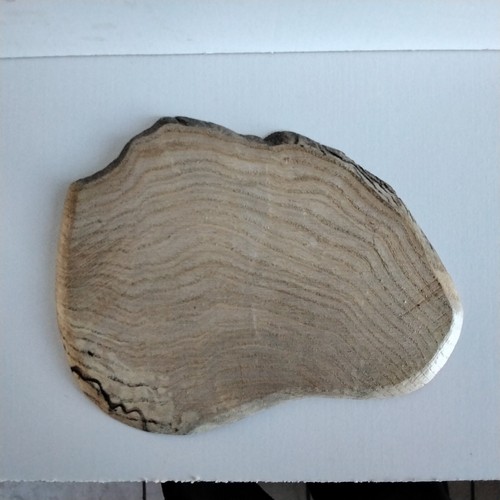 Sp5 display stand for bonsai - ,