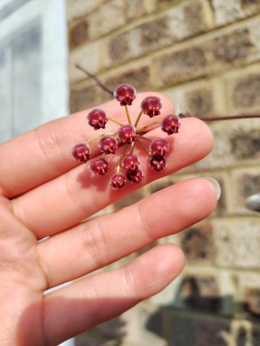 Hoya rosita rooted - hoya,