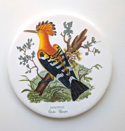 Johnson hoopoe bird - johnson,