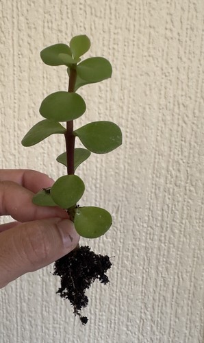 Elephant bush dwarf - bush,