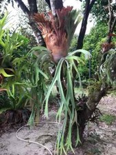 Platycerium willinckii