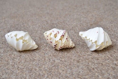 Small polished real clam - 3x,