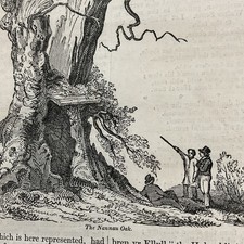 Antique Print 1832 - NANNAU OAK - MERIONETHSHIRE WALES - HAUNTED OAK  HOBGOBLIN 