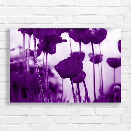 Poppy blooming field - poppy,