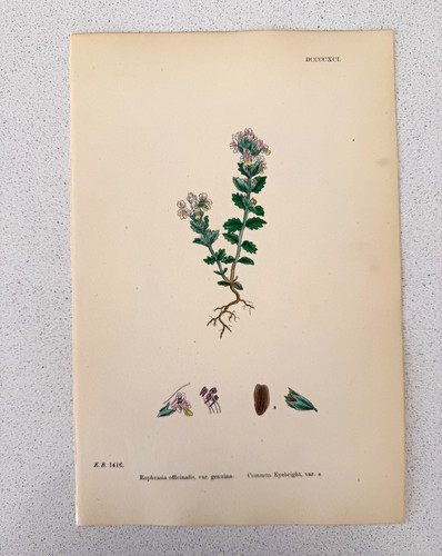 Antique botanical print - antique,
