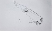 Original Equestrian Horse Head