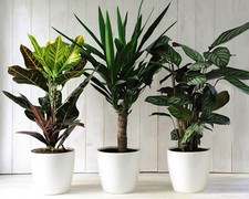 Suttons Nurserymans Choice