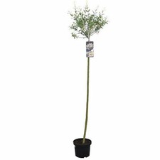 Willow Tree Salix