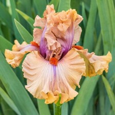Immediate Delivery Tall Bearded Iris Germanica JEALOUS GUY 1 Rhizome