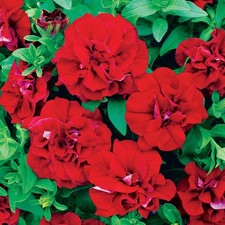 6 Trailing Petunia Surfinia