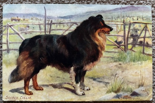 1909 postcard scotch collie - -,
