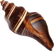 Large Conch Shells for