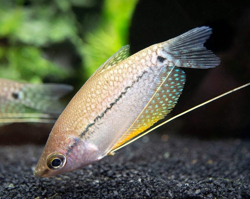 Pearl gourami trichopodus - pearl, (trichopodus