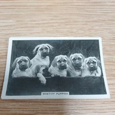 Dogs 1930's Cigarette Cards