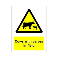Cows With Calves In Field