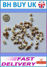 20g aquarium snail shells - 20g,
