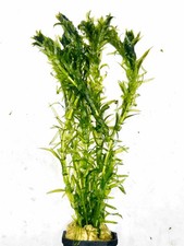 Elodea Densa Oxygenating Pond Tropical | Potted Live Aquarium Plants Egeria