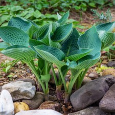 HOSTA BLUE ANGEL PLANTAIN LILY