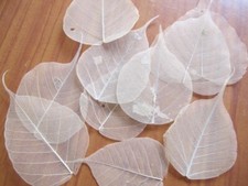 25 Natural Real skeleton