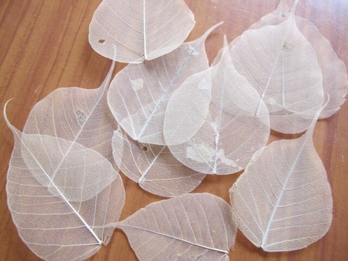 Natural real skeleton - 25,
