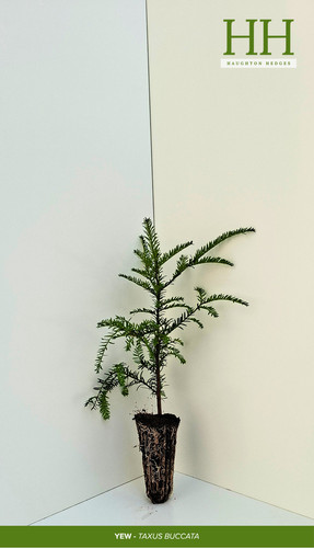 Yew hedge plants 20cm 40cm - yew,