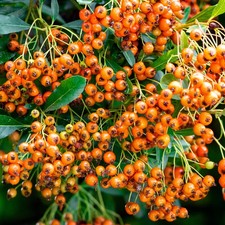 Pyracantha Saphyr Orange