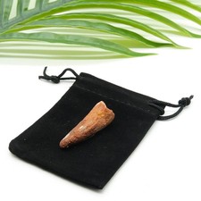 Spinosaurus tooth dinosaur - tooth,