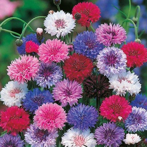 Cornflower polka dot mix - cornflower,