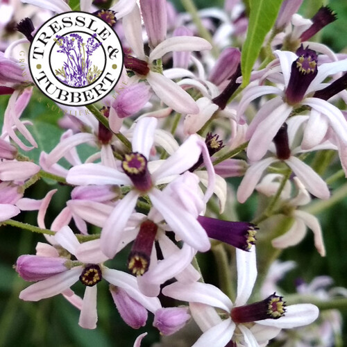 Rare chinaberry tree - rare,