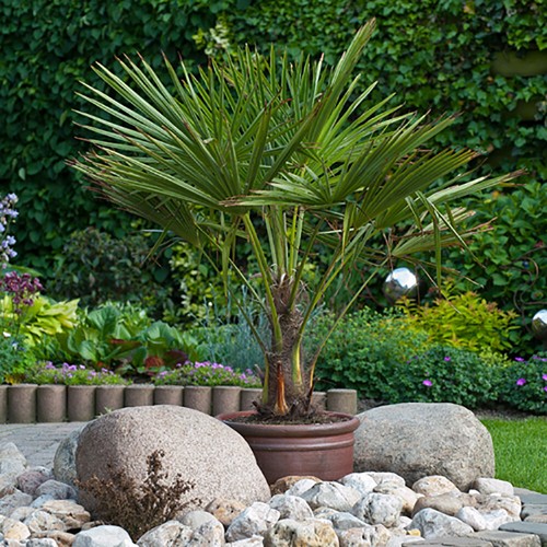 Palm tree trachycarpus - palm, tree,
