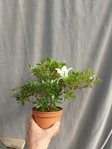 Larger flowering satsuki - flowering,